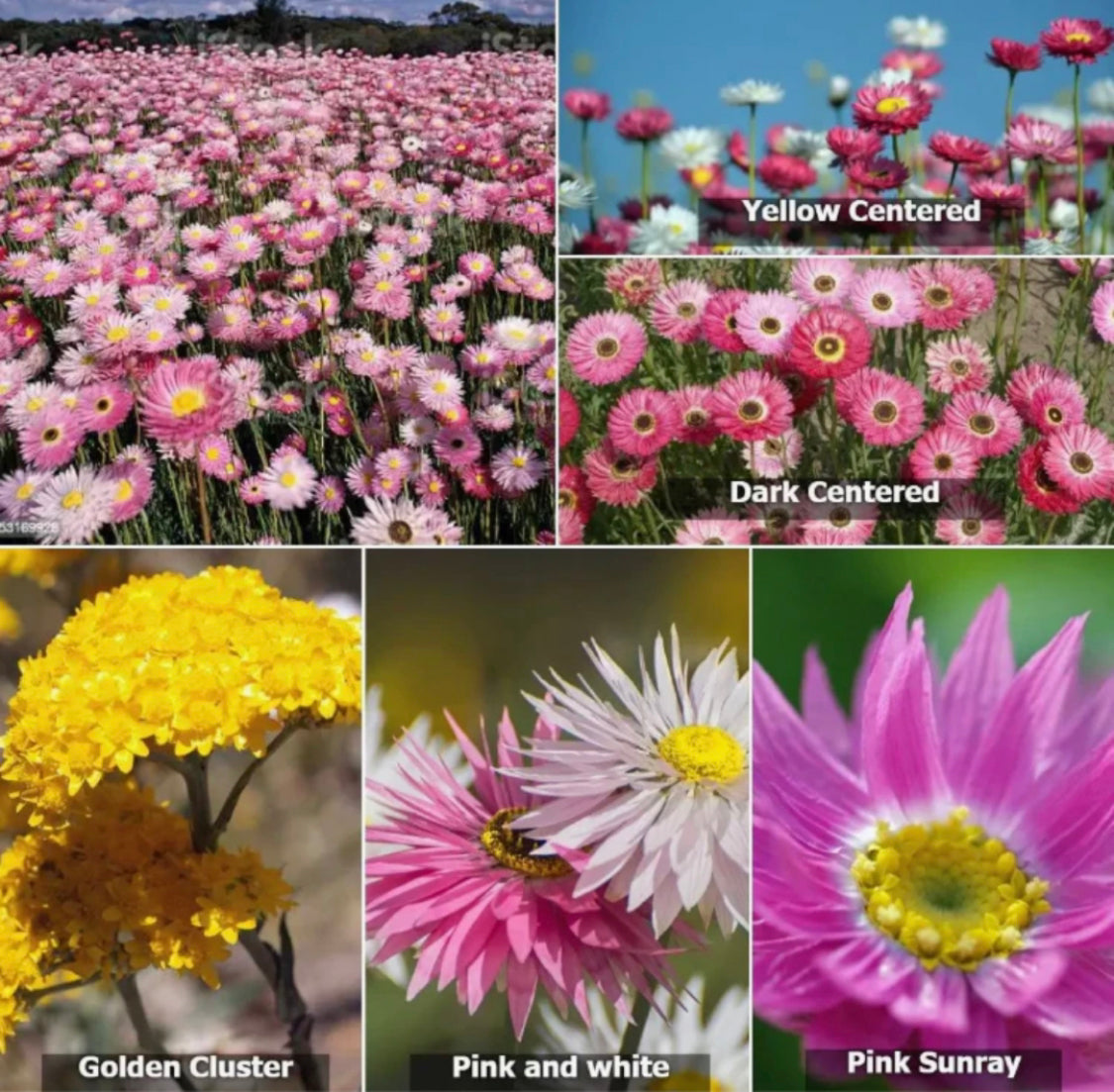 Everlasting Daisy Field seed bombs