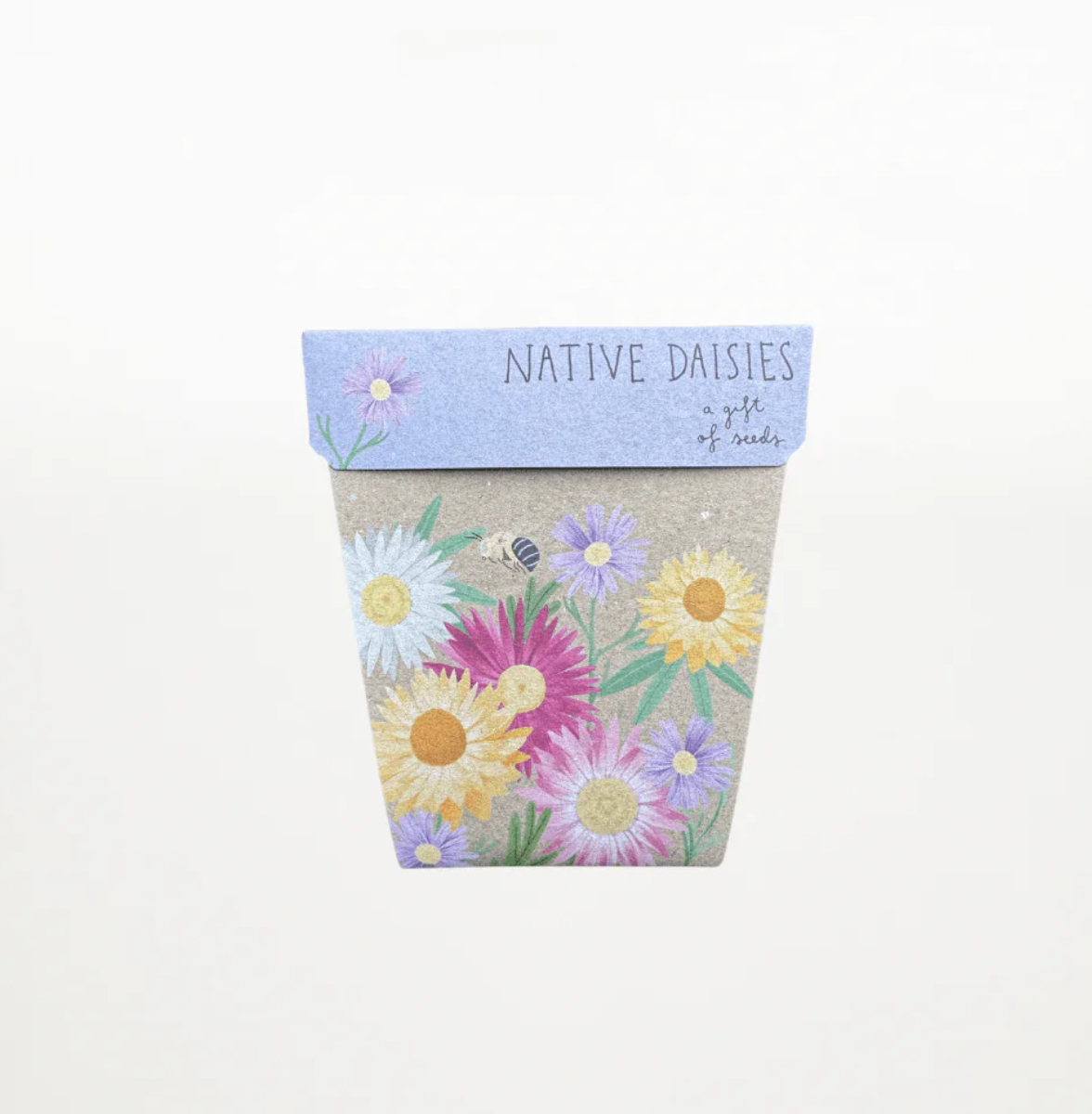 Native Daisies