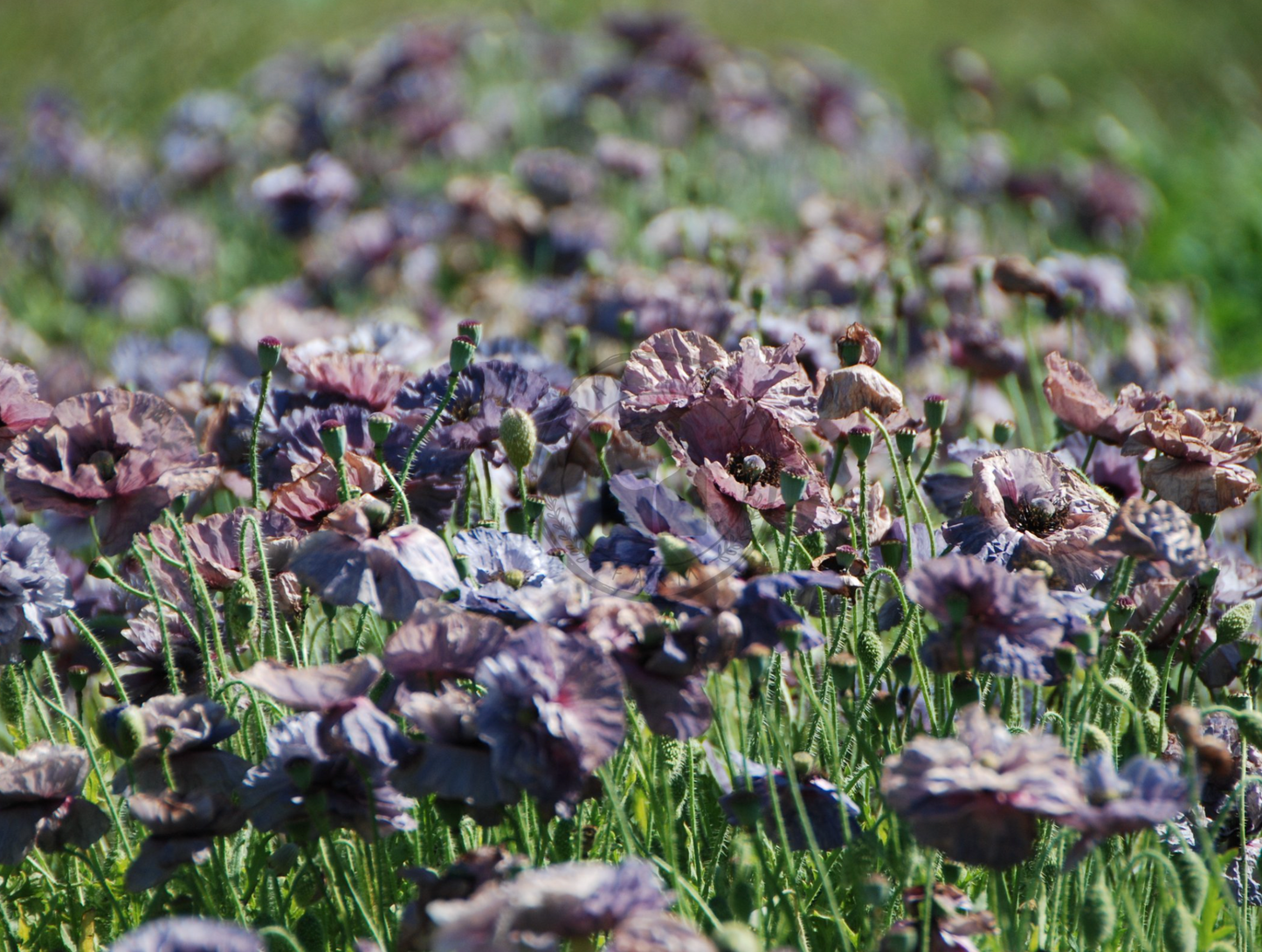 Transition Farms: Shirley Poppy "Amazing Grey"