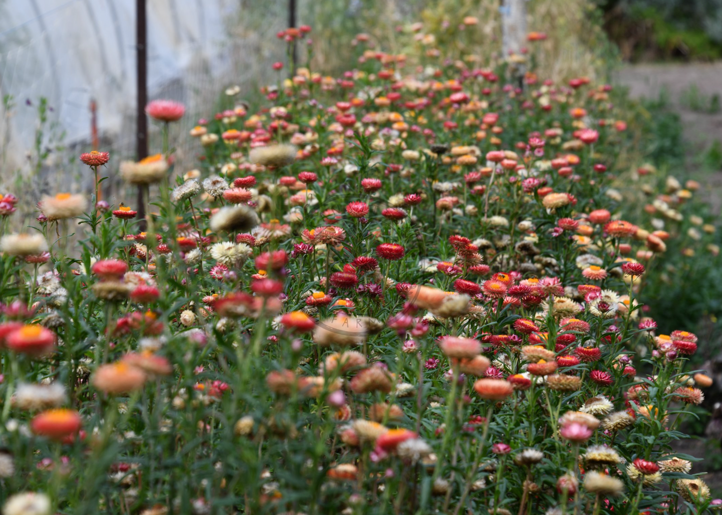 Transition Farms: Strawflower 'Apricot Peach Mix'
