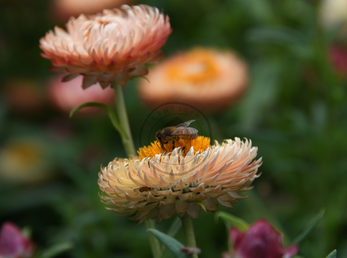 Transition Farms: Strawflower 'Apricot Peach Mix'