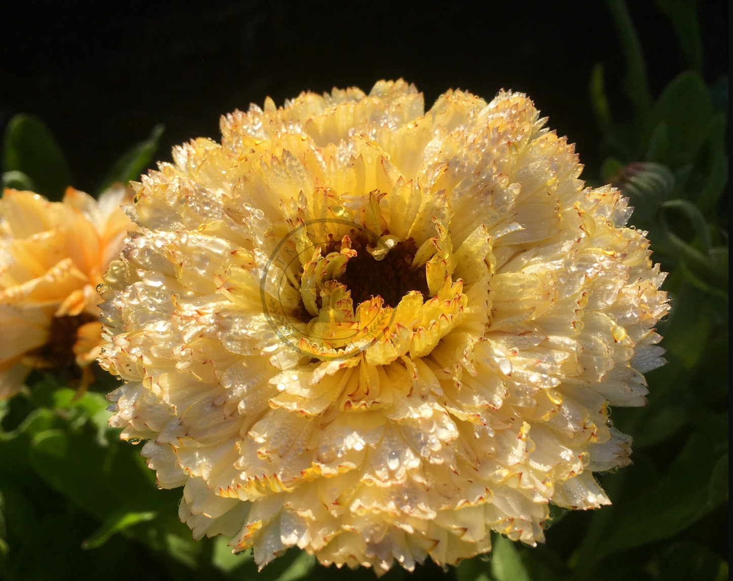 Transition Farms: Calendula "ivory princess"