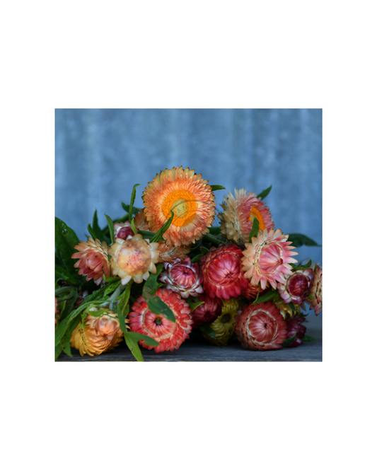 Transition Farms: Strawflower 'Apricot Peach Mix'