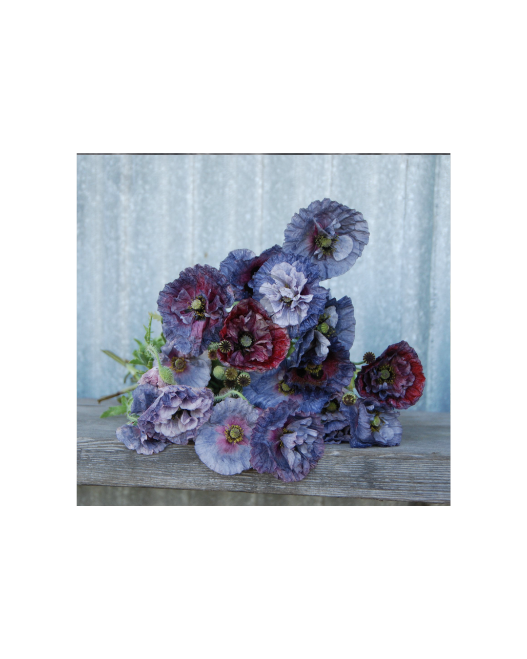 Transition Farms: Shirley Poppy "Amazing Grey"