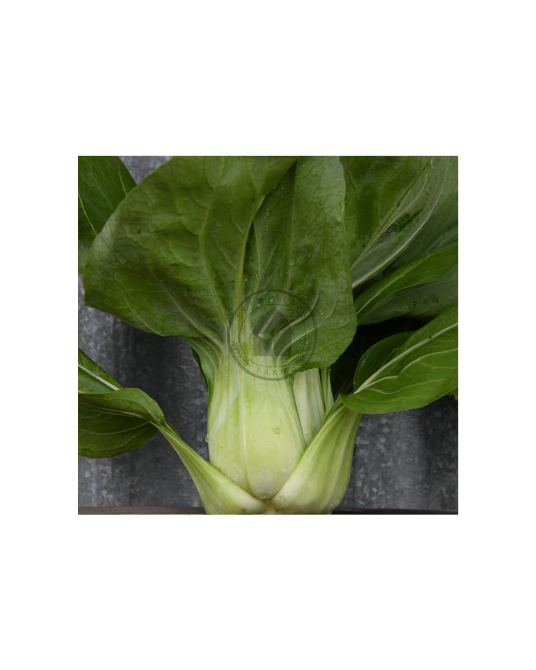 Transition Farms: Bok Choy "Shanghai Green"