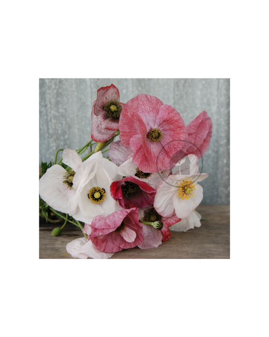 Transition Farms: Shirley Poppy "Mother of Pearl"