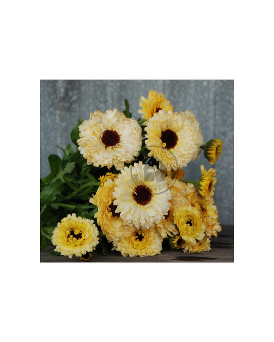 Transition Farms: Calendula "ivory princess"