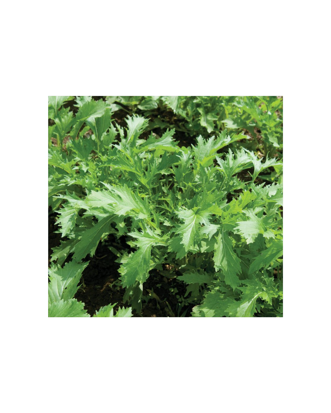 Transition Farms: Mizuna