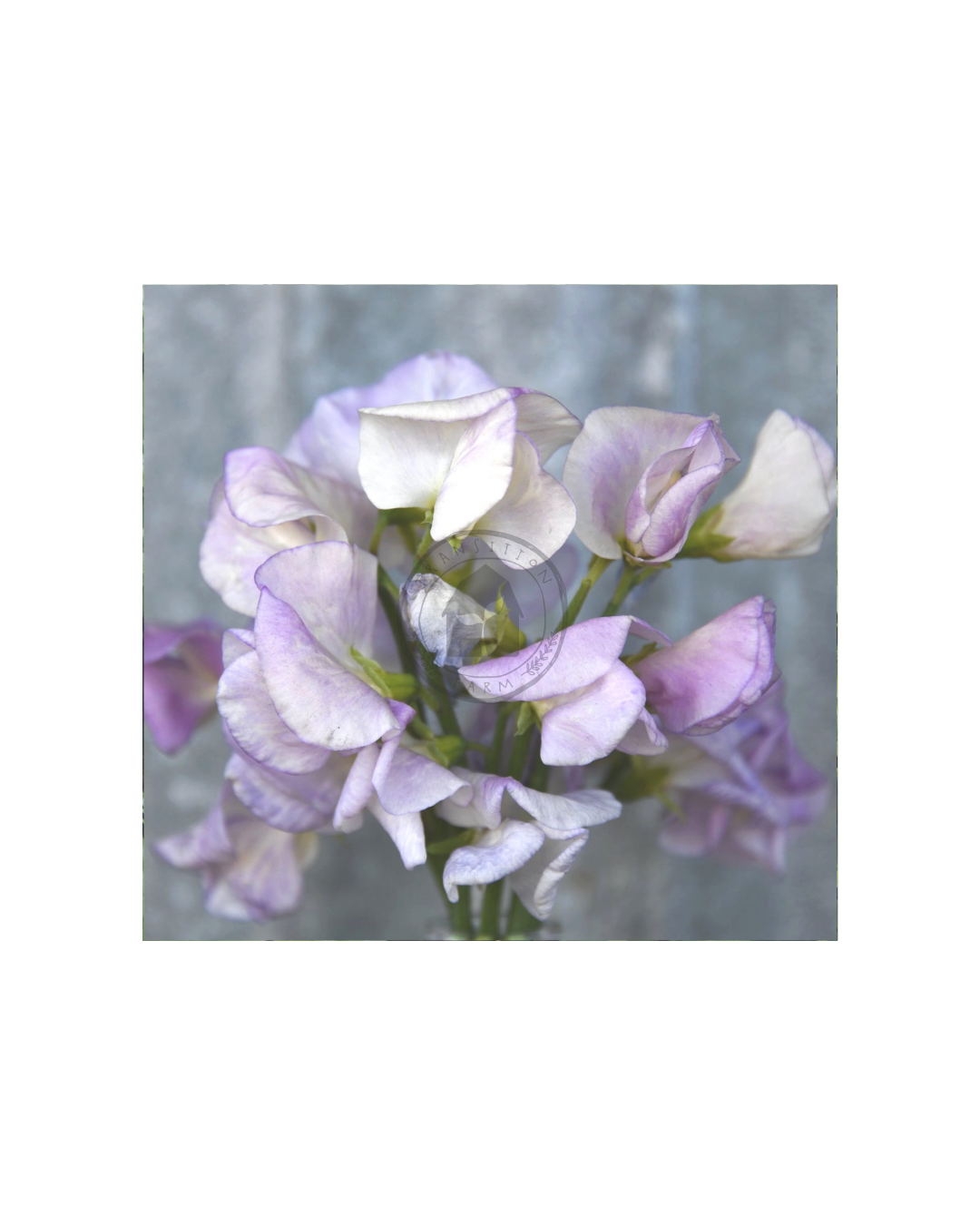 Transition Farms: Sweet Pea 'High Scent'