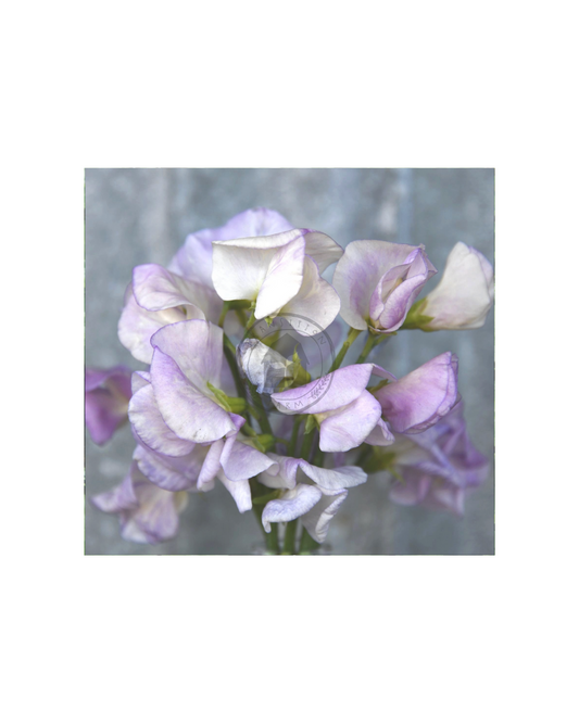 Transition Farms: Sweet Pea 'High Scent'