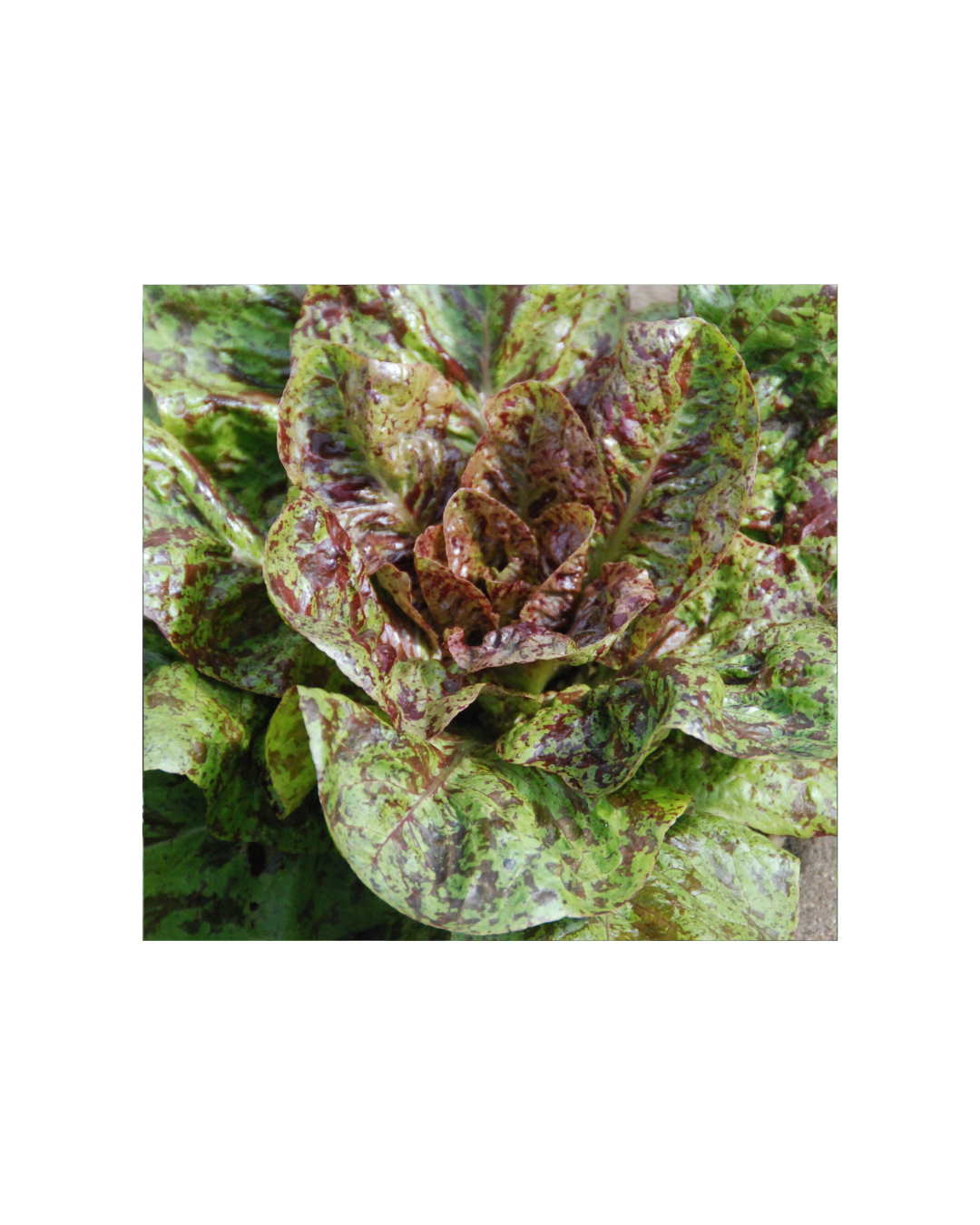 Transition Farms: Lettuce "flashy trout back"