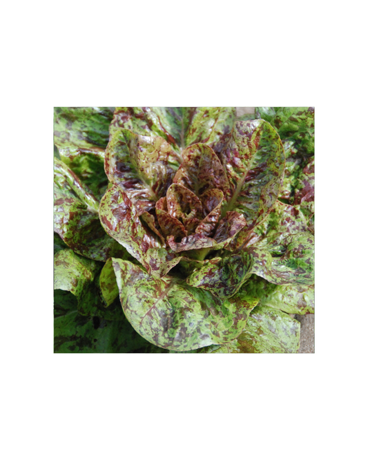 Transition Farms: Lettuce "flashy trout back"