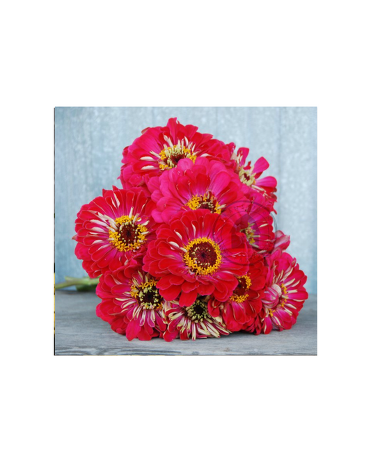 Transition Farms: Zinnia 'Benarys Giant Carmine"