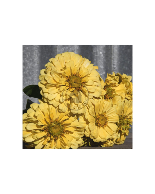 Transition Farms: Zinnia 'Isabellina Creamy Yellow"