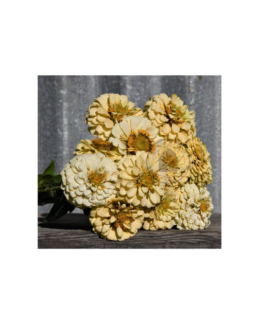 Transition Farms: Zinnia 'Oklahoma Ivory'