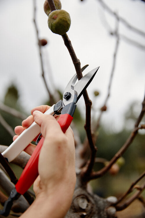 OKATSUNE SECATEURS 104