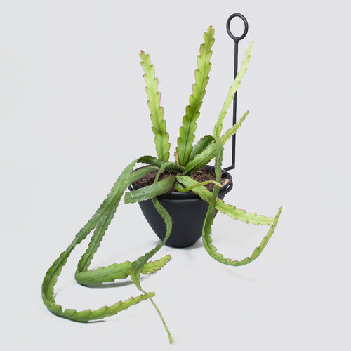 WALL PLANTER RIPPLE BLACK