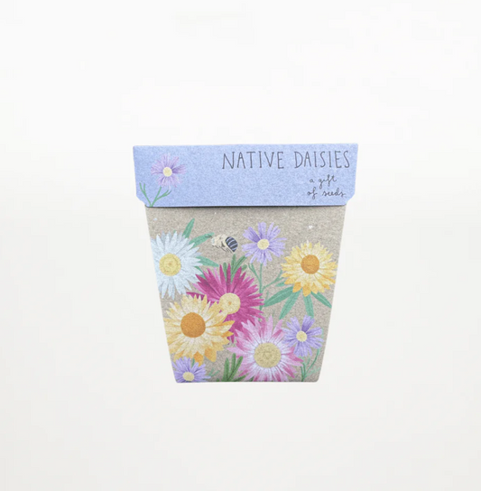 Native Daisies